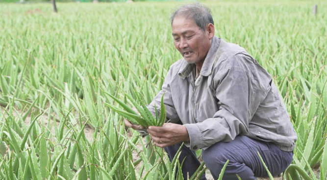 Chỉ dẫn địa lý - công cụ pháp lý để nha đam Ninh Thuận vươn xa
